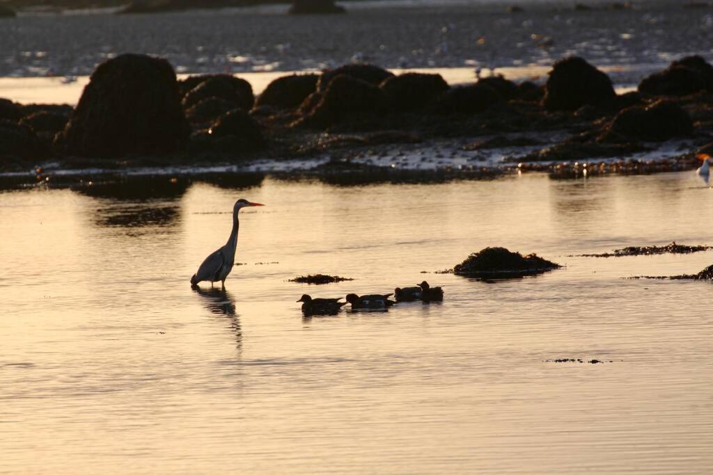 Curlews Rest - Gateway To The Aran Islands Apartment Galway Ngoại thất bức ảnh